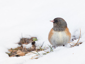 Sweet sign of spring