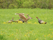 the bug are driving  her nuts 