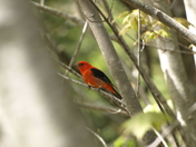 Scarlet Tanager 