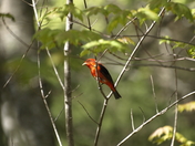 Scarlet Tanager 