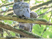 2 Great Horned Owlets