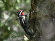 Birding in the Ottawa Valley