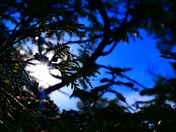 Pine Tree