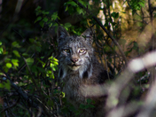 A Lynx in the Woods