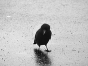City Crow