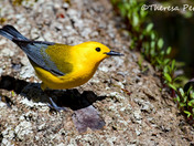 Prothonotary Warbler - Rondeau Provincial Park