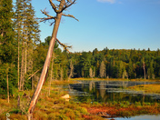 Scenery - Algonquin Provincial Park
