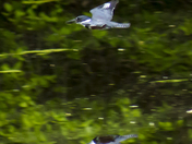 Belted Kingfisher in flight