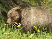 Dandelion Feast!