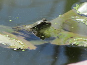 Frog resident in my pond