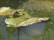 Frog resident in my pond