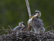 Squabbling Heron Chicks