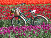 Tulips and Bike