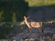 Coyote Low light 