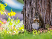 Curious Squirrel