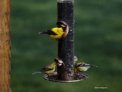 Goldfinch
