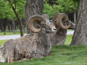 Grass is greener dose not matter