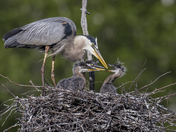 Nesting Herons