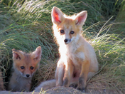 Fox Babies