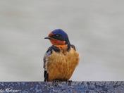 Barn Swallow