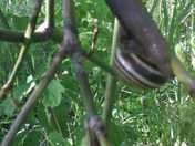 Nature and a nice snail