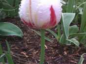 A tulip in the early morning