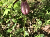 Spring in Massasauga