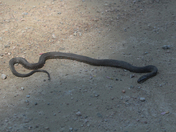 Norther Black Snake
