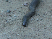 Norther Black Snake