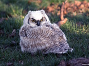Great Horned Owlet