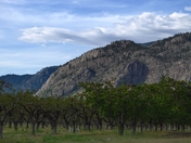 Okanagan Orchard