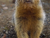 Friendly Gopher