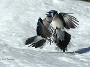 Blue Jays