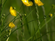 Buttercups