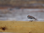 Raindrops Keep Falling On My Head