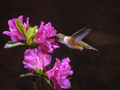 rufous hummingbird 