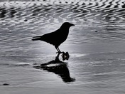 Double take at low tide