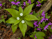 Star Flower/Fringed Polygonia