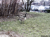 Canadian Geese 
