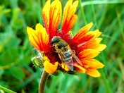Bee feeding wild nectar
