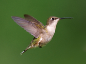 Ruby-throated Hummingbird