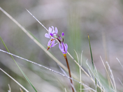 Saline shooting stars