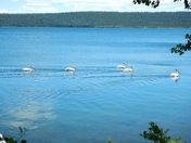 Pelicans of Paradise