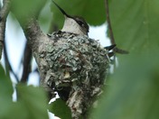 Hummingbird on nest