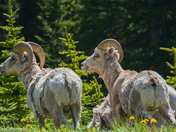 Big horn rams 