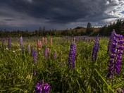 Lupins Before the Storm