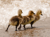 Canada geese goslings on the beach