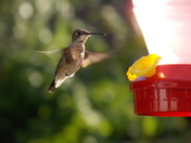 The beauty of a hummingbird in motion