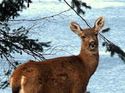 Doe by NW Bay