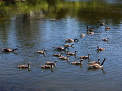 Canada Geese in Port Hawkesbury